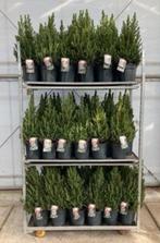 Picea glauca conica boompjes, Tuin en Terras, Ophalen of Verzenden, Overige soorten, Volle zon