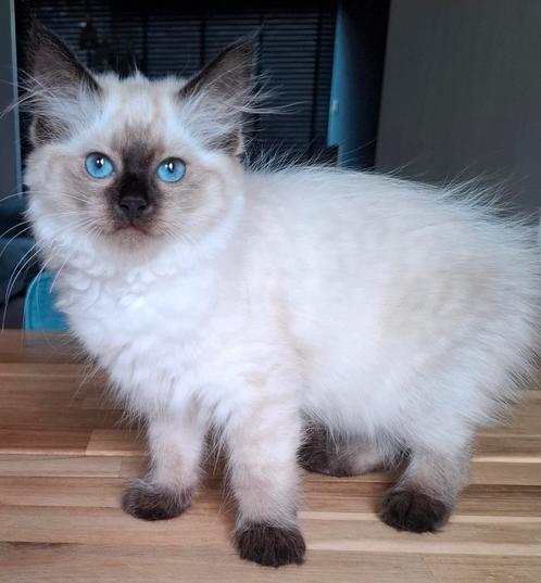Siberische neva masquerade poesje met stamboom, Dieren en Toebehoren, Katten en Kittens | Raskatten | Langhaar, Poes, 0 tot 2 jaar