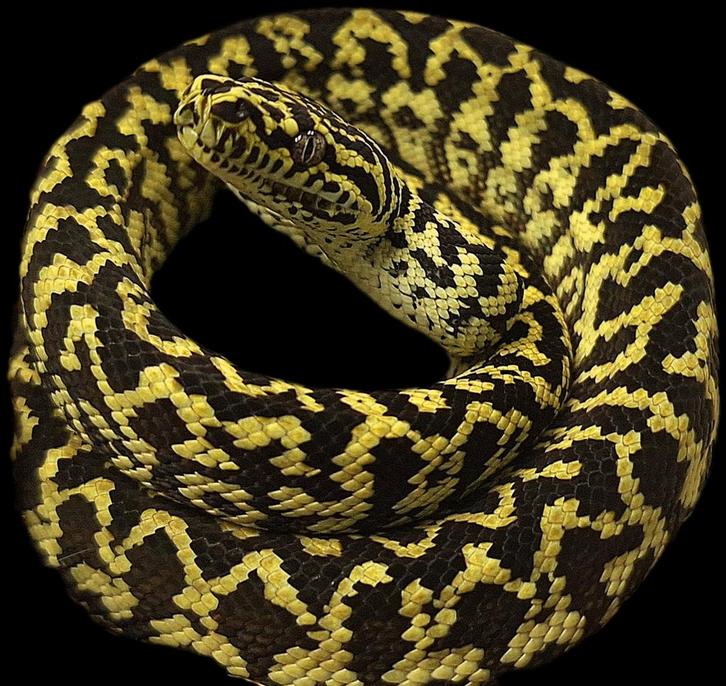 1.0 Morelia spilota cheynei NK 2025