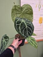 Anthurium Crystallinum Hybriden p17 XXL (11), Huis en Inrichting, Kamerplanten, Ophalen of Verzenden, Halfschaduw, Minder dan 100 cm