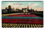 Lisse, Hyacinthenvelden, Verzenden, Voor 1920, Gelopen, Zuid-Holland