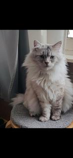 Neva Masquerade X maincoon kitten, Dieren en Toebehoren, Katten en Kittens | Raskatten | Langhaar, Poes, Gechipt