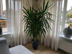 Yucca 2 meter hoog, Ophalen, 200 cm of meer, Halfschaduw, In pot