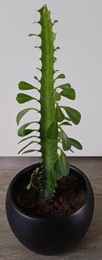 Mooie cactus Euphorbia trigona in leuke zwarte sierpot., Ophalen, Cactus, In pot, Minder dan 100 cm