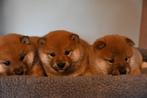 Shiba inu pups, Dieren en Toebehoren, België, Particulier, Overige rassen, CDV (hondenziekte)