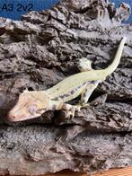 Wimper gekko / correlophus ciliatus / lilly white / man, Dieren en Toebehoren, Hagedis