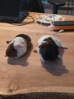 cavia, November, Mannelijk, Cavia