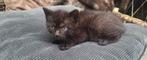 Mooie katten, Dieren en Toebehoren, Meerdere dieren, 0 tot 2 jaar