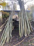 Knotwilgen tenen poters  deze zomer een groene boom, Tuin en Terras, Ophalen, Volle zon, Overige soorten, 250 tot 400 cm