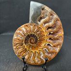 Prachtige gepolijste ammoniet (CC) inclusief standaard., Ophalen of Verzenden, Fossiel