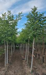 Walnotenbomen Juglans regia in soorten en maten, Ophalen of Verzenden, Volle zon, Overige soorten