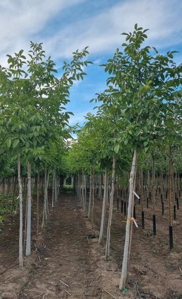 Walnotenbomen Juglans regia in soorten en maten beschikbaar voor biedingen