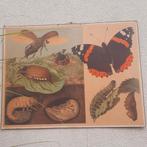 Schoolplaat in zeer goede staat, insecten, vlinder, Ophalen