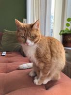 Twee rood-witte poezen, Dieren en Toebehoren, Katten en Kittens | Overige Katten, Poes, Kortharig, 3 tot 5 jaar
