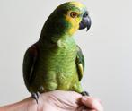 Papegaai te koop, Mannelijk, Papegaai