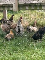 Kippen en eenden, Dieren en Toebehoren, Pluimvee, Meerdere dieren, Kip
