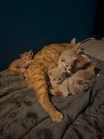 Kittens, Dieren en Toebehoren, Katten en Kittens | Raskatten | Korthaar, Meerdere dieren, 0 tot 2 jaar