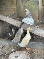 Loopeendjes, Dieren en Toebehoren, Pluimvee, Geslacht onbekend, Eend