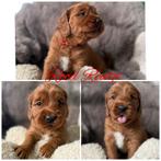 Australian Labradoodle pups met stamboom, Parvo, Overige rassen, 8 tot 15 weken, Meerdere