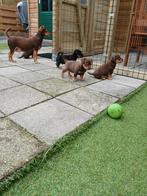 Te koop Jack Russels, Jack Russell Terriër, Reu, CDV (hondenziekte), 8 tot 15 weken