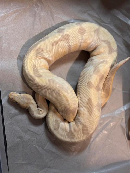 Kweek collectie konings Python’s  met racks en broedstoven, Dieren en Toebehoren, Reptielen en Amfibieën | Toebehoren, Overige typen