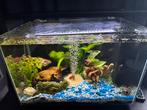 Compleet aquarium voor weinig, Ophalen of Verzenden, Zo goed als nieuw, Gevuld zoetwateraquarium