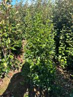 Viburnum tinus Eve price 100-120-140-160 cm wintergroen, Ophalen, Laurier, 100 tot 250 cm