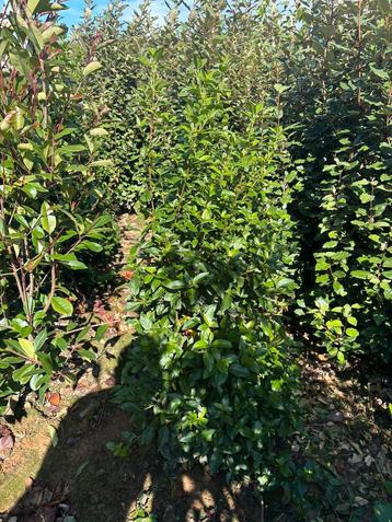 Viburnum tinus Eve price 100-120-140-160 cm wintergroen beschikbaar voor biedingen