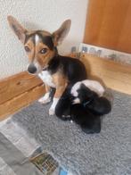 Raszuivere jack russel pups, Dieren en Toebehoren, Rabiës (hondsdolheid), Jack Russell Terriër, 8 tot 15 weken, Meerdere