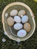 Broedeieren olijfleggers kleurleggers eastereggers kippen, Dieren en Toebehoren, Pluimvee, Kip