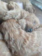 Toy-poedel puppy, Dieren en Toebehoren, Honden | Chihuahua's en Gezelschapshonden, Poedel, Reu, 8 tot 15 weken, Meerdere