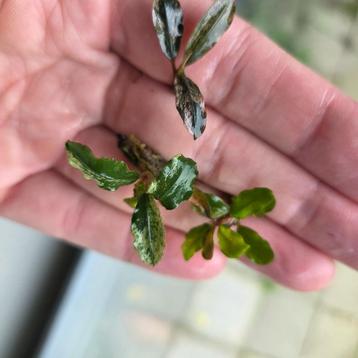 Bucephalandra bont super zeldzaam beschikbaar voor biedingen