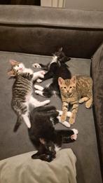 Kittens, Dieren en Toebehoren, Katten en Kittens | Overige Katten, Kater