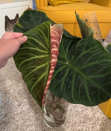 Philodendron Verrucosum stekken beschikbaar voor biedingen