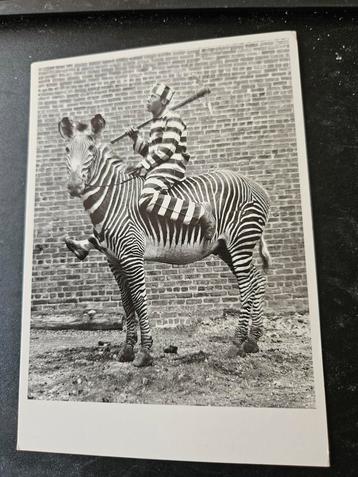 Zebra en Gevangene Foto, 1991 beschikbaar voor biedingen