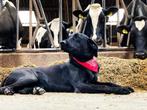 Rhodesian Ridgeback x Labrador, Dieren en Toebehoren, Honden | Retrievers, Spaniëls en Waterhonden, Rabiës (hondsdolheid), Overige rassen