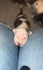 Prachtige Amerikaanse Stafford pups beschikbaar, 8 tot 15 weken, Parvo, Bulldog, Meerdere