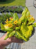 Gele Primula - Vaste Plant, Overige soorten, Vaste plant, Ophalen of Verzenden, Halfschaduw