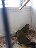 elegant parkieten, Meerdere dieren, Parkiet, Geringd