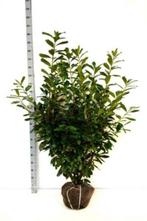 Prunus laurocerasus 'Novita'  haaglaurier sterk laurierkers, Haag, Laurier, Ophalen of Verzenden