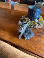 Kittens, Meerdere dieren, Ontwormd