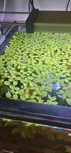 Salvinia Natans - Vlotvaren - Mooie drijfplant voor aquarium, Dieren en Toebehoren, Ophalen, Zo goed als nieuw, Plant(en), Steen of Hout