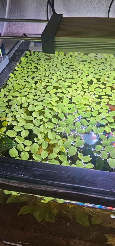 Salvinia Natans - Vlotvaren - Mooie drijfplant voor aquarium, Dieren en Toebehoren, Vissen | Aquaria en Toebehoren, Zo goed als nieuw