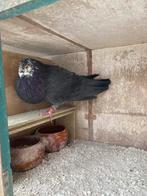 Valenciano, Dieren en Toebehoren, Vogels | Overige Vogels, Vrouwelijk