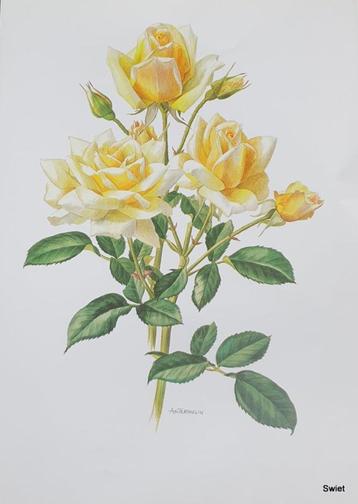 1625-1630 Rozenposter Poster prent met rozen AM TRECHSLIN beschikbaar voor biedingen