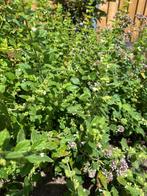 Stekjes vanaf € 1,00 - diverse soorten, Tuin en Terras, Planten | Tuinplanten, Ophalen, Vaste plant, Overige soorten, Volle zon