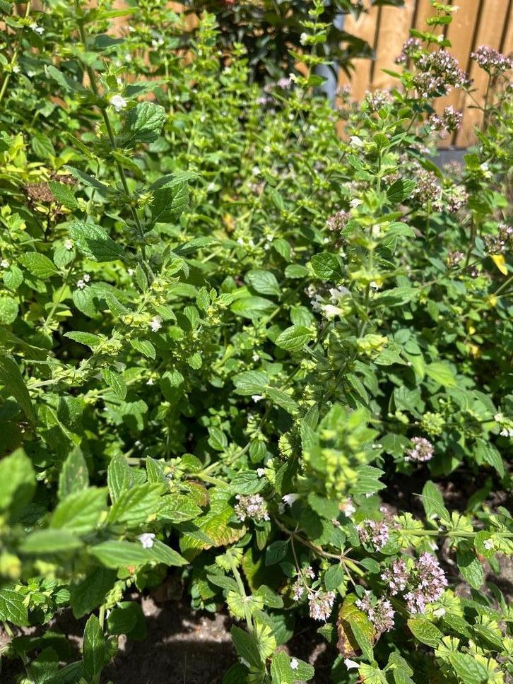 Stekjes vanaf € 1,00 - diverse soorten, Tuin en Terras, Planten | Tuinplanten, Vaste plant, Overige soorten, Volle zon, Ophalen