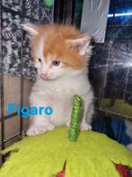 Hele leuke polydactyle Maincoon kittens : met stamboom, Dieren en Toebehoren, Katten en Kittens | Raskatten | Langhaar, Meerdere dieren