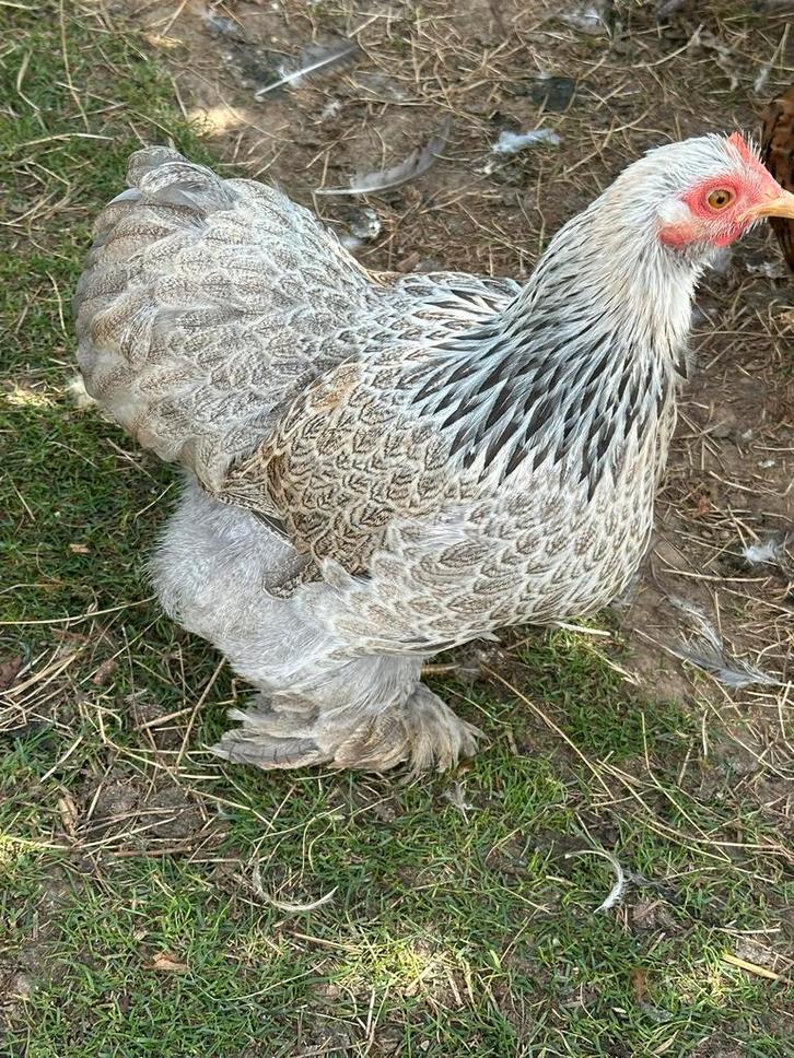 Cochin krielkippen  te koop, Dieren en Toebehoren, Pluimvee, Kip, Vrouwelijk