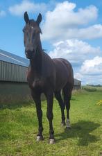 Dressuurruin, Dieren en Toebehoren, Paarden, Gechipt, Ruin, Dressuurpaard, Zadelmak